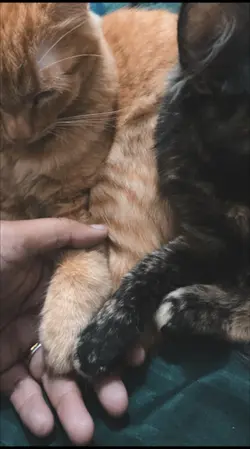 Gatos