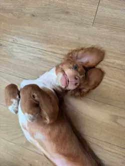 Doggy