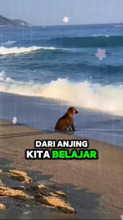 Dari Anjing kt Bljr