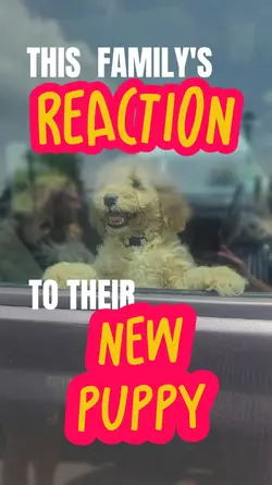 NEW PUPPY REACTION