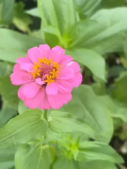 🥀