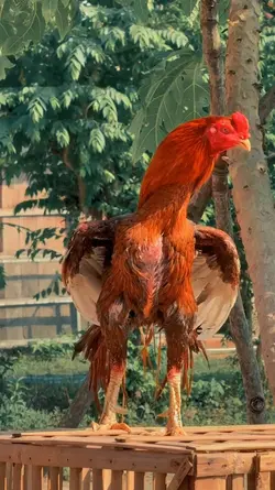 ayam tiktok 
