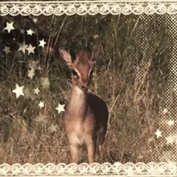 Fav animal trend 