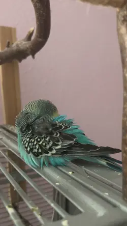 Birddddd 🩵🩵🩵