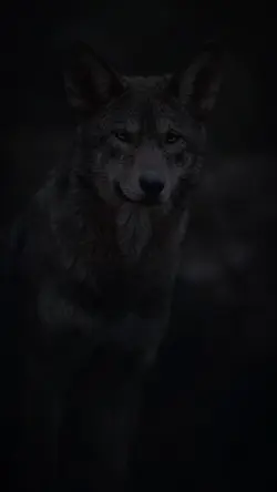 𝐂𝐚𝐩𝐜𝐮𝐭