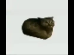 cat spinning