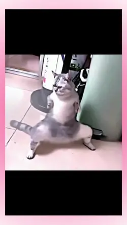 tiktok  viral
