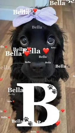 Pet Name 