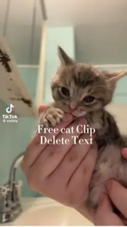 CAT Clip free