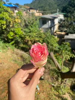 flower #for u