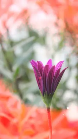 Floral garden