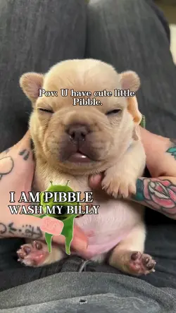cute pibble