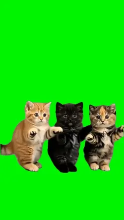 SPENCER HILL KITTENS