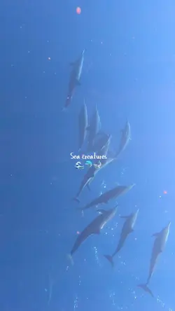 Sea Creatures 🌊🐬