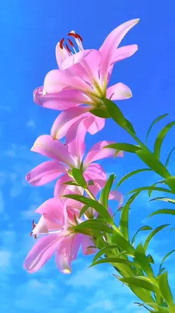 flowers
