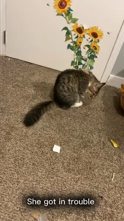 Bad cat