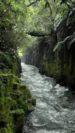 Nature🌳