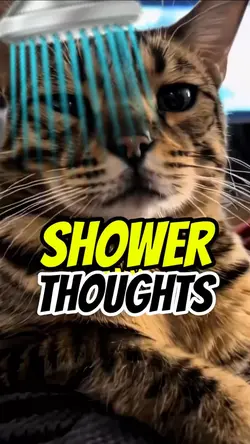 Shower thoughts 🚿😸😼😹