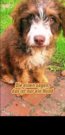 Der beste Freund
