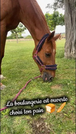 choisi ton pain 