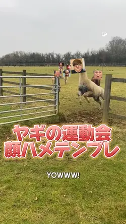 ヤギの運動会顔ハメテンプレ