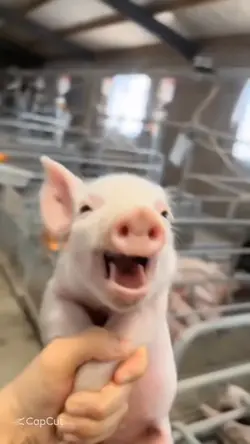 Meme do porquinho 