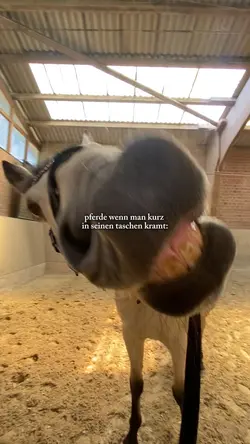 RÜSSELNASE 😛🤝