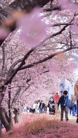 さくら🌸🌸🌸