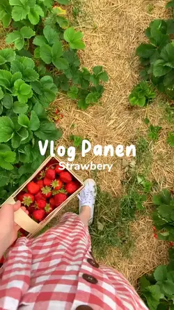 Vlog Panen Strawbery