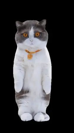 Kucing joget