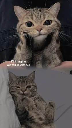 cute cat 