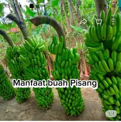 Manfaat buah pisang
