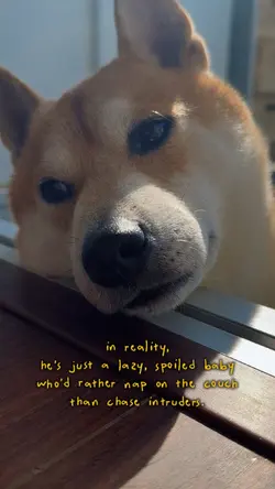 Cute lazy dog