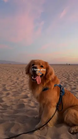 i love you dog