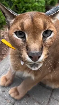 Sound HELLCAT
