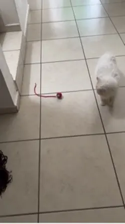 Gatitos 