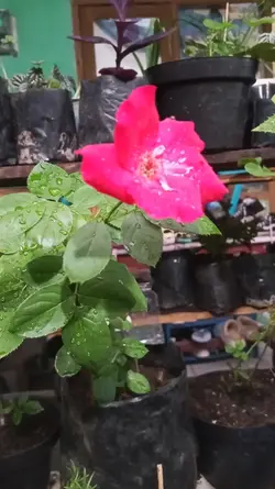 rosesred