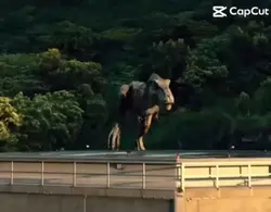 Dinosaurier🦖