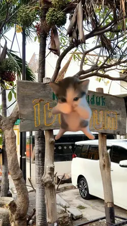 kicau mania