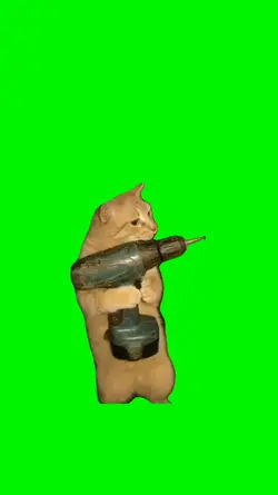 boring cat