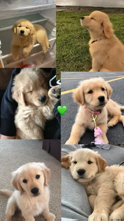 ny dog