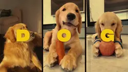 Dog templates