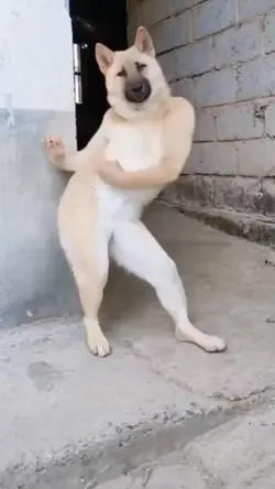 Doggy Joged