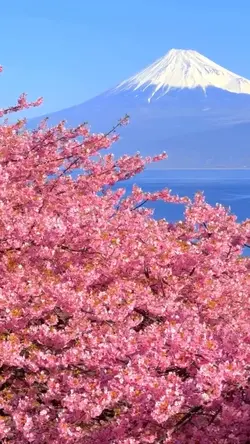 Cherryblossom