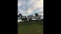PIGGIES