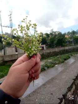 sawan mahina aauna..
