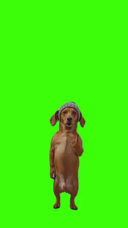 Cachorro/Dog.