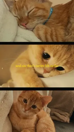 cat Memories