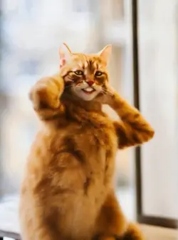 Dancing cat ai🎞️😍