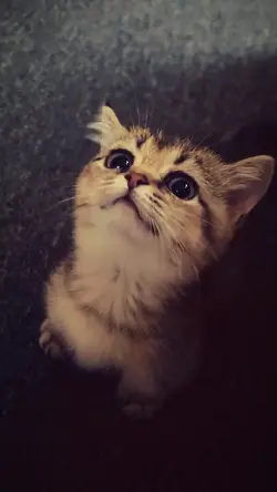 cute cat